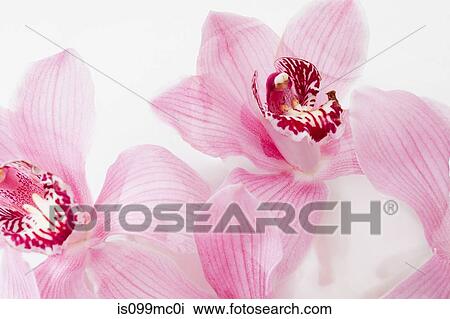 Two pink flowers, close up View Large Photo Image Stock Image - Two pink flowers, close up. Fotosearch