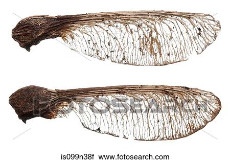 Stock Image - Two sycamore seeds. Fotosearch