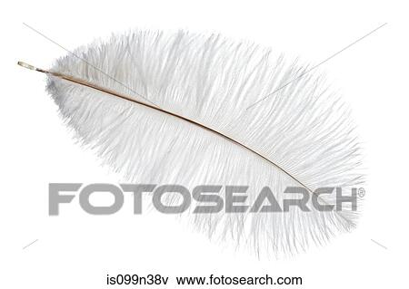 White feather View Large Photo Image Stock Photo - White feather. Fotosearch