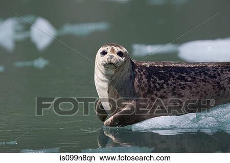 Wildlife near Tracy Arm Glacier View Large Photo Image Picture - Wildlife near Tracy Arm Glacier. Fotosearch