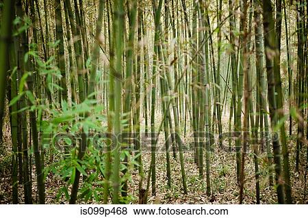 Bamboo growing in forest View Large Photo Image Stock Photo - Bamboo growing in forest. Fotosearch