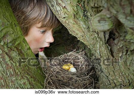 Boy looking at eggs in bird's nest View Large Photo Image Stock Photo - Boy looking at eggs in bird's nest. Fotosearch