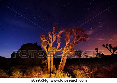 Stock Image - Colorful lights on Joshua Trees at night, Joshua Tree National Park, California, USA. Fotosearch