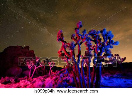 Colorful lights on Joshua Trees at night, Joshua Tree National Park, California, USA View Large Photo Image Stock Image - Colorful lights on Joshua Trees at night, Joshua Tree National Park, California, USA. Fotosearch