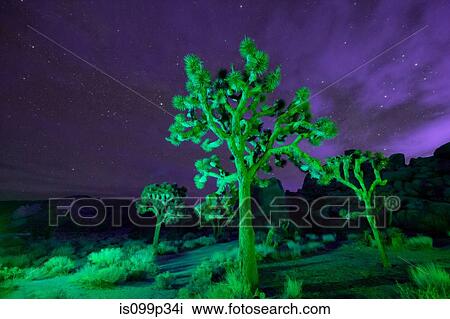Colorful lights on Joshua Trees at night, Joshua Tree National Park, California, USA View Large Photo Image Stock Image - Colorful lights on Joshua Trees at night, Joshua Tree National Park, California, USA. Fotosearch