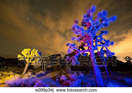 Stock Image - Colorful lights on Joshua Trees at night, Joshua Tree National Park, California, USA. Fotosearch