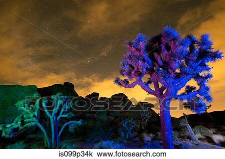 Colorful lights on Joshua Trees at night, Joshua Tree National Park, California, USA View Large Photo Image Stock Image - Colorful lights on Joshua Trees at night, Joshua Tree National Park, California, USA. Fotosearch