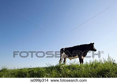 Picture - Cow against blue sky. Fotosearch