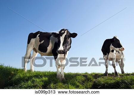 Stock Image - Cows against blue sky. Fotosearch