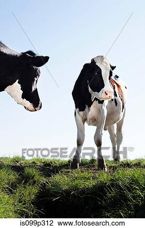 Stock Image - Cows. Fotosearch
