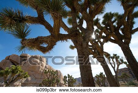 Stock Photography - Desert trees. Fotosearch