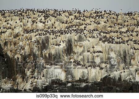Stock Photography - Guillemots on cliff rocks, Farne Islands. Northumberland, England, UK. Fotosearch