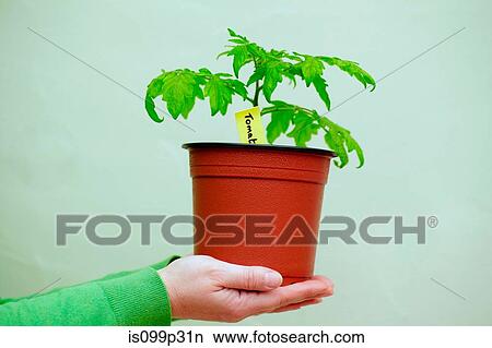 Person holding a tomato plant View Large Photo Image Picture - Person holding a tomato plant. Fotosearch
