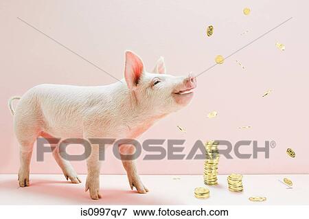 Stock Photo - Piglet and falling coins. Fotosearch