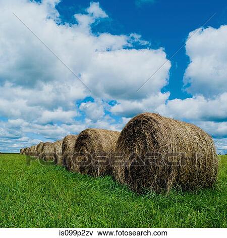 Row of hay bales in a field View Large Photo Image Stock Photo - Row of hay bales in a field. Fotosearch