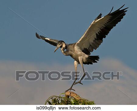 Picture - Black-headed Heron, Lonehill Dam, Johannesburg, South Africa. Fotosearch
