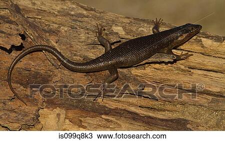 Black Lizard, Kgalagadi Transfrontier Park, Africa View Large Photo Image Stock Image - Black Lizard, Kgalagadi Transfrontier Park, Africa. Fotosearch