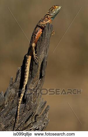 Stock Image - Blue-headed Agama, Kgalagadi Transfrontier Park, Africa. Fotosearch