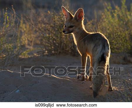 Cape Fox with rat, Kgalagadi Transfrontier Park, Africa View Large Photo Image Stock Image - Cape Fox with rat, Kgalagadi Transfrontier Park, Africa. Fotosearch