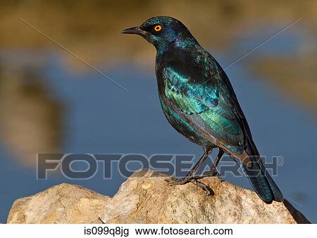 Stock Image - Cape Glossy Starling, Kgalagadi Transfrontier Park, Africa. Fotosearch