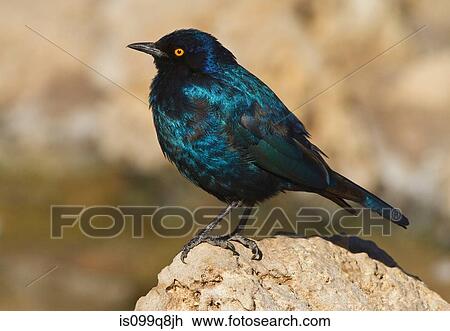 Stock Image - Cape Glossy Starling, Kgalagadi Transfrontier Park, Africa. Fotosearch