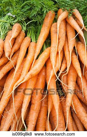 Stock Photo - Carrots. Fotosearch
