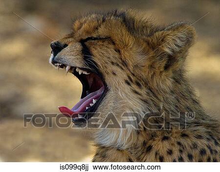 Stock Image - Cheetah cub yawning, Kgalagadi Transfrontier Park, Africa. Fotosearch