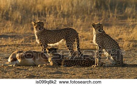 Stock Image - Cheetahs keeping watch over kill, Kgalagadi Transfrontier Park, Africa. Fotosearch