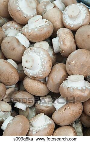 Chestnut mushrooms View Large Photo Image Stock Image - Chestnut mushrooms. Fotosearch