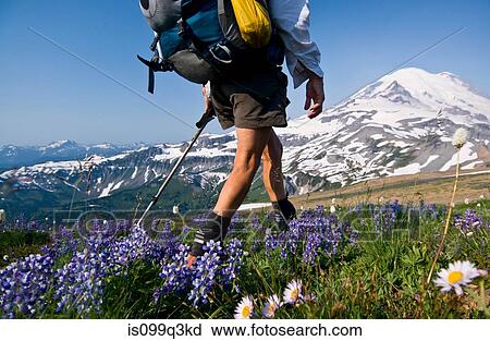Stock Image - Female backpacker on Cowlitz Divide, Mount Rainier National Park, Washington, USA. Fotosearch