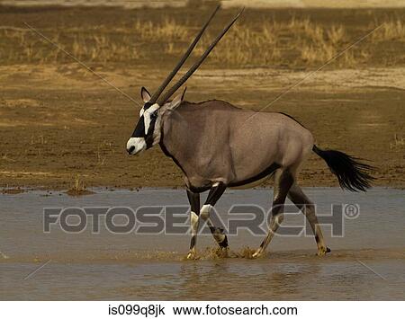 Gemsbok walking through water, Kgalagadi Transfrontier Park, Africa View Large Photo Image Stock Image - Gemsbok walking through water, Kgalagadi Transfrontier Park, Africa. Fotosearch