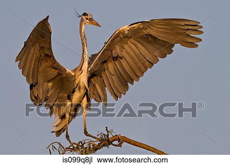 Grey Heron landing, Lonehill Dam, Johannesburg, South Africa View Large Photo Image Stock Image - Grey Heron landing, Lonehill Dam, Johannesburg, South Africa. Fotosearch