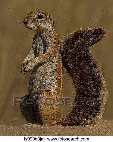 Ground Squirrel, Kgalagadi Transfrontier Park, Africa View Large Photo Image Picture - Ground Squirrel, Kgalagadi Transfrontier Park, Africa. Fotosearch