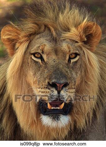Lion portrait, Kgalagadi Transfrontier Park, Africa View Large Photo Image Stock Photography - Lion portrait, Kgalagadi Transfrontier Park, Africa. Fotosearch