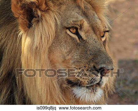 Lion portrait, Kgalagadi Transfrontier Park, Africa View Large Photo Image Stock Photography - Lion portrait, Kgalagadi Transfrontier Park, Africa. Fotosearch