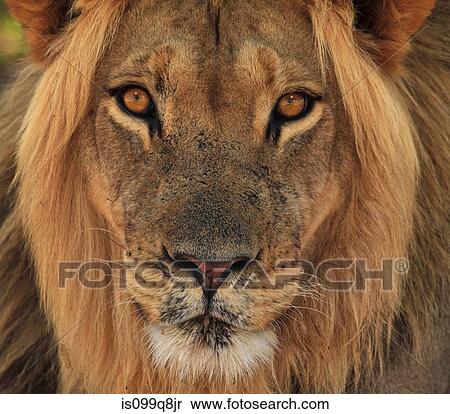 Lion portrait, Kgalagadi Transfrontier Park, Africa View Large Photo Image Stock Photography - Lion portrait, Kgalagadi Transfrontier Park, Africa. Fotosearch