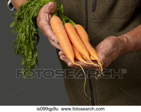 Man holding bunch of carrots View Large Photo Image Stock Photograph - Man holding bunch of carrots. Fotosearch