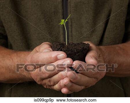 Man holding seedling View Large Photo Image Stock Photography - Man holding seedling. Fotosearch