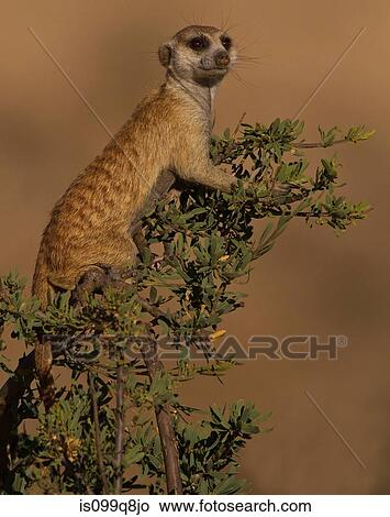Picture - Meerkat on lookout, Kgalagadi Transfrontier Park, Africa. Fotosearch