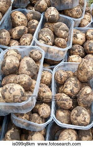 New potatoes in containers View Large Photo Image Picture - New potatoes in containers. Fotosearch