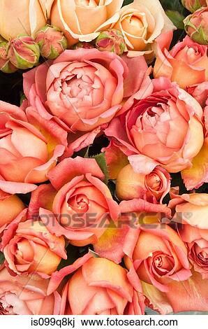 Peach coloured roses View Large Photo Image Stock Image - Peach coloured roses. Fotosearch