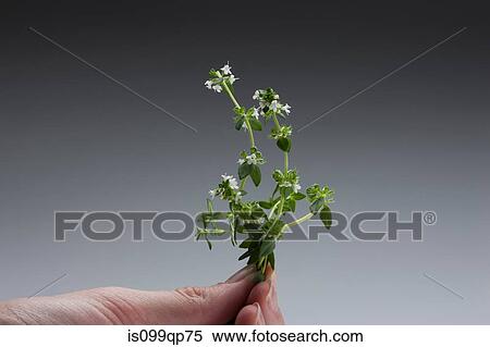 Stock Photography - Person holding a sprig of thyme. Fotosearch