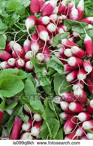 Stock Image - Radishes. Fotosearch