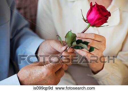 Stock Image - Senior man giving rose to senor woman. Fotosearch