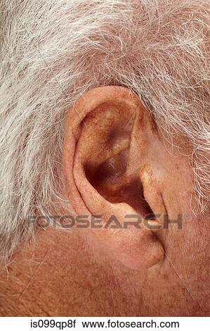 Senior mans ear, close up View Large Photo Image Stock Image - Senior mans ear, close up. Fotosearch