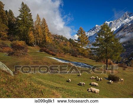 Stock Image - Sheep in meadow in Zermatt, Switzerland. Fotosearch