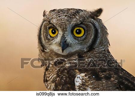 Stock Photograph - Spotted Eagle Owl, Kgalagadi Transfrontier Park, Africa. Fotosearch