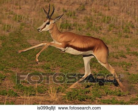 Springbok leaping, Kgalagadi Transfrontier Park, Africa View Large Photo Image Stock Photograph - Springbok leaping, Kgalagadi Transfrontier Park, Africa. Fotosearch