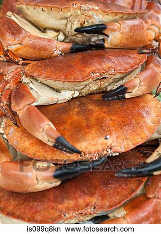 Stack of crabs View Large Photo Image Picture - Stack of crabs. Fotosearch