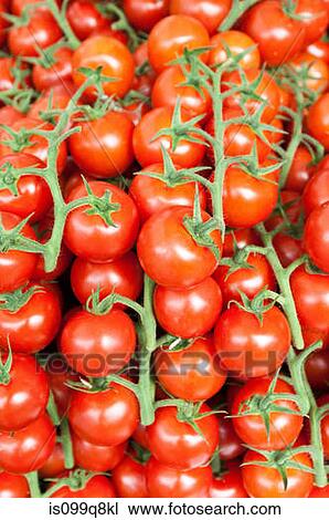 Tomatoes on vines View Large Photo Image Stock Image - Tomatoes on vines. Fotosearch